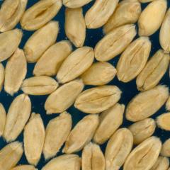 KERNELS