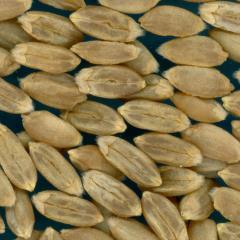 Click for 2 image(s) for this accession. KERNELS