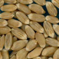 Click for 2 image(s) for this accession. KERNELS