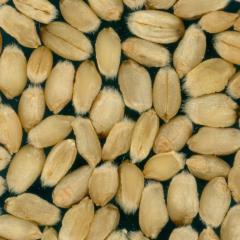 Kernels
