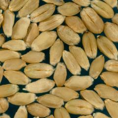 Kernels