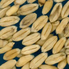 KERNELS