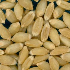 KERNELS