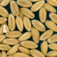 KERNELS