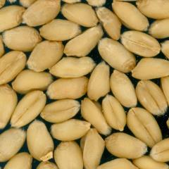 Kernels
