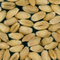 Kernels