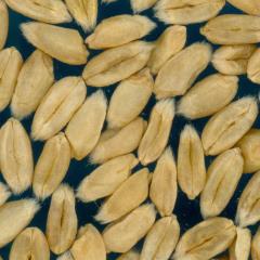 KERNELS