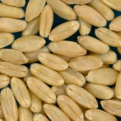 KERNELS