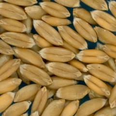 Click for 2 image(s) for this accession. KERNELS