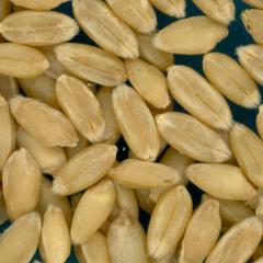 KERNELS