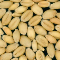 Kernels