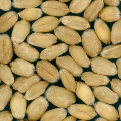 Kernels