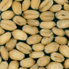 Kernels
