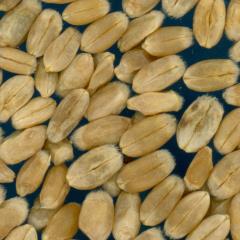 KERNELS
