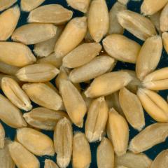 KERNELS