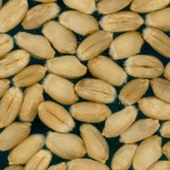 Kernels