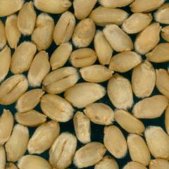 Kernels
