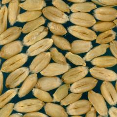 Kernels