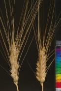 Click for 4 image(s) for this accession. SPIKE