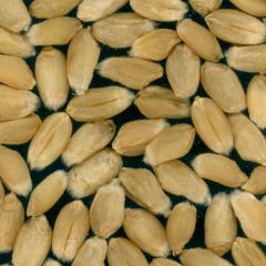 Kernels