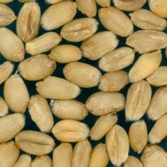 Kernels