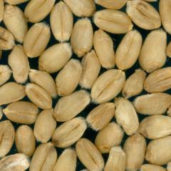 Kernels