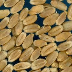 KERNELS
