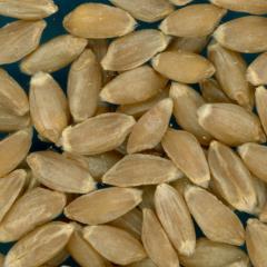 KERNELS