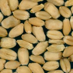 Kernels
