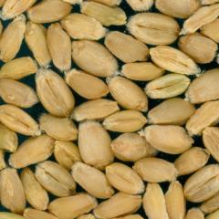 Kernels