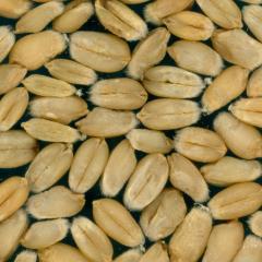 Kernels
