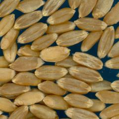 Click for 1 image(s) for this accession. KERNELS