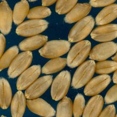 Click for 3 image(s) for this accession. KERNELS