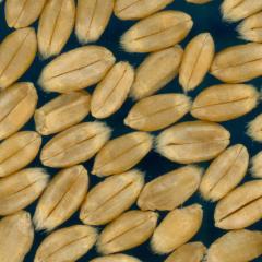Click for 3 image(s) for this accession. KERNELS