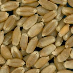 Click for 3 image(s) for this accession. KERNELS