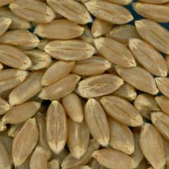 KERNELS