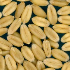 KERNELS