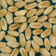 Kernels