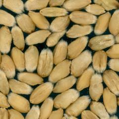 Kernels