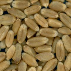 KERNELS