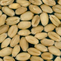 Kernels