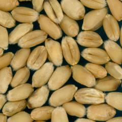 Kernels