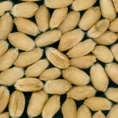 Kernels