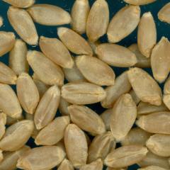 Click for 2 image(s) for this accession. KERNELS