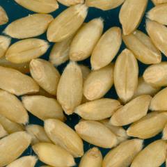 KERNELS