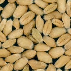 Kernels