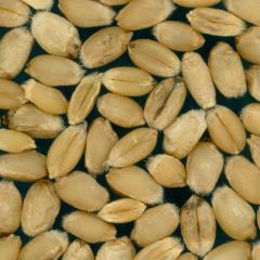 Kernels