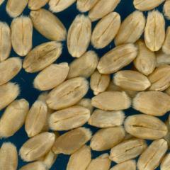 KERNELS