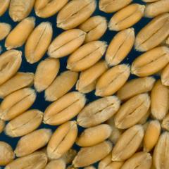 Click for 2 image(s) for this accession. KERNELS