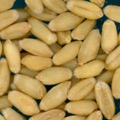 KERNELS